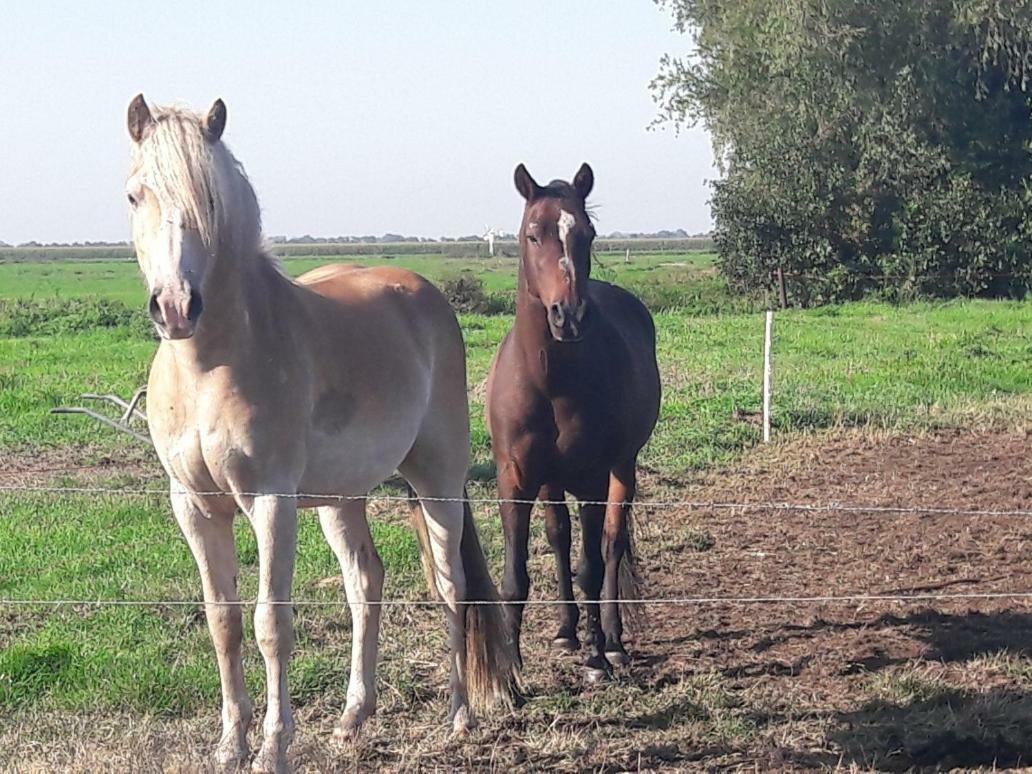Bedstay41 Oudewater Esterno foto